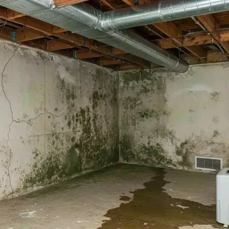 Professional Mold Removal in Wolfdale, PA